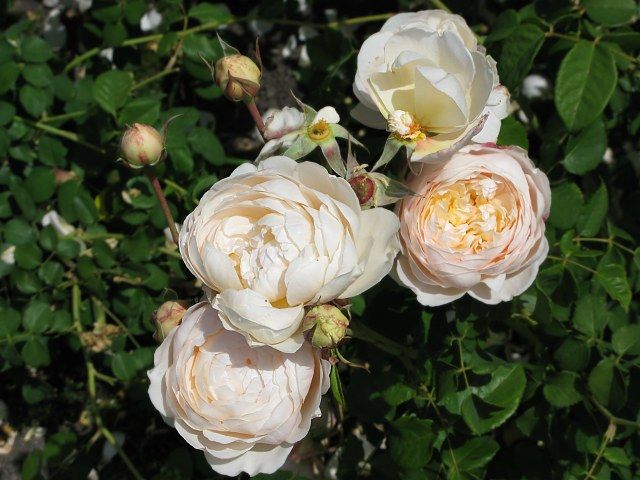  photo WindermereatsjmunigardIMG_1244_zps23d30d88.jpg